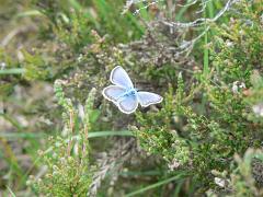 8 Common blue